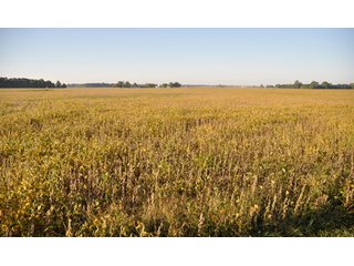 Property photo 16 - 220.9 +/- Acres Offered in 5 Tracts - Farmland Auction