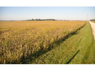 Property photo 20 - 220.9 +/- Acres Offered in 5 Tracts - Farmland Auction
