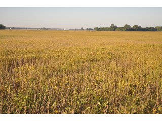 Property photo 19 - 220.9 +/- Acres Offered in 5 Tracts - Farmland Auction