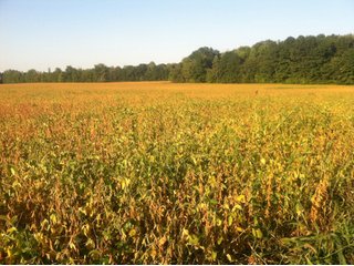 Property photo 12 - 228 +/- Acres Offered in 4 Tracts - Land Auction
