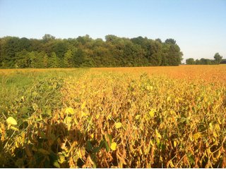 Property photo 19 - 228 +/- Acres Offered in 4 Tracts - Land Auction