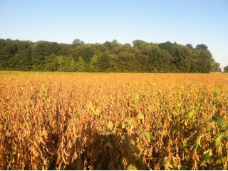 Property photo 23 - 228 +/- Acres Offered in 4 Tracts - Land Auction
