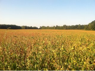 Property photo 6 - 228 +/- Acres Offered in 4 Tracts - Land Auction