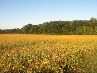 Property photo 10 - 228 +/- Acres Offered in 4 Tracts - Land Auction