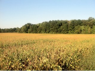 Property photo 32 - 228 +/- Acres Offered in 4 Tracts - Land Auction