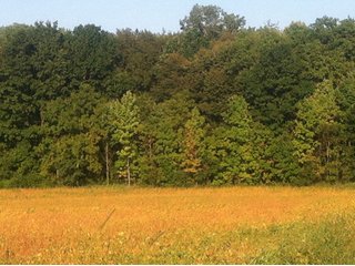 Property photo 14 - 228 +/- Acres Offered in 4 Tracts - Land Auction