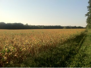 Property photo 26 - 228 +/- Acres Offered in 4 Tracts - Land Auction
