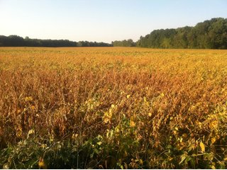 Property photo 5 - 228 +/- Acres Offered in 4 Tracts - Land Auction