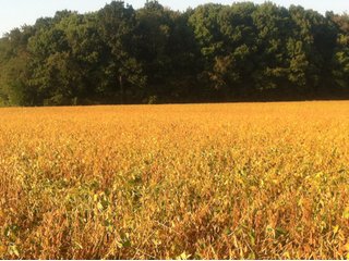 Property photo 28 - 228 +/- Acres Offered in 4 Tracts - Land Auction