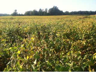 Property photo 30 - 228 +/- Acres Offered in 4 Tracts - Land Auction