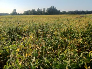 Property photo 24 - 228 +/- Acres Offered in 4 Tracts - Land Auction