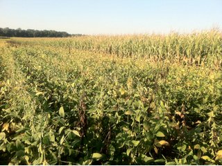 Property photo 21 - 228 +/- Acres Offered in 4 Tracts - Land Auction