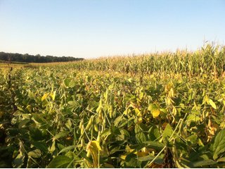Property photo 16 - 228 +/- Acres Offered in 4 Tracts - Land Auction