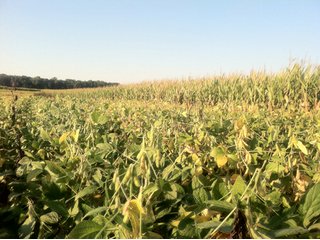 Property photo 18 - 228 +/- Acres Offered in 4 Tracts - Land Auction