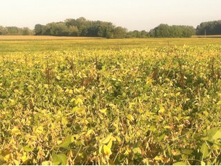 Property photo 20 - 228 +/- Acres Offered in 4 Tracts - Land Auction
