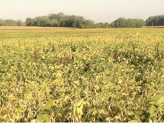 Property photo 2 - 228 +/- Acres Offered in 4 Tracts - Land Auction
