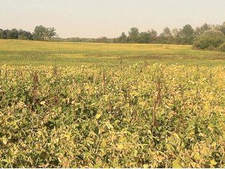 Property photo 31 - 228 +/- Acres Offered in 4 Tracts - Land Auction