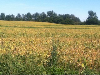 Property photo 11 - 228 +/- Acres Offered in 4 Tracts - Land Auction