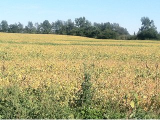 Property photo 27 - 228 +/- Acres Offered in 4 Tracts - Land Auction