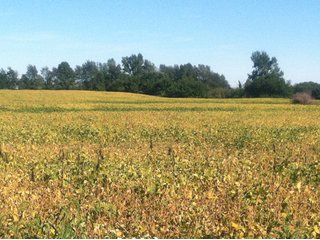 Property photo 29 - 228 +/- Acres Offered in 4 Tracts - Land Auction