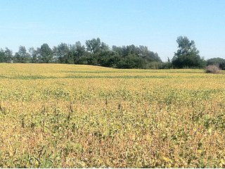 Property photo 15 - 228 +/- Acres Offered in 4 Tracts - Land Auction