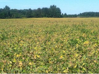 Property photo 17 - 228 +/- Acres Offered in 4 Tracts - Land Auction