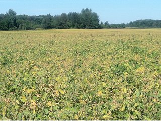 Property photo 1 - 228 +/- Acres Offered in 4 Tracts - Land Auction
