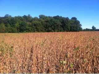 Property photo 9 - 228 +/- Acres Offered in 4 Tracts - Land Auction