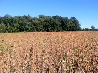 Property photo 22 - 228 +/- Acres Offered in 4 Tracts - Land Auction
