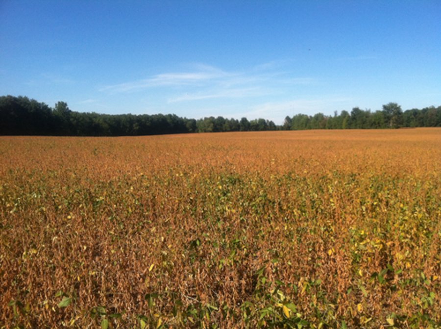 228 +/- Acres Offered in 4 Tracts - Land Auction