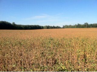 Property photo 3 - 228 +/- Acres Offered in 4 Tracts - Land Auction
