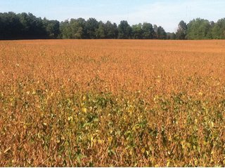 Property photo 7 - 228 +/- Acres Offered in 4 Tracts - Land Auction