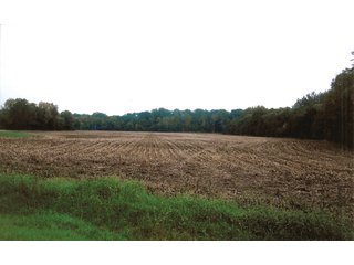 Property photo 5 - 174.3 +/- Acres Offered in 7 Tracts - Land Auction