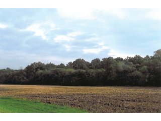 Property photo 3 - 174.3 +/- Acres Offered in 7 Tracts - Land Auction