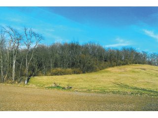 Property photo 4 - 174.3 +/- Acres Offered in 7 Tracts - Land Auction