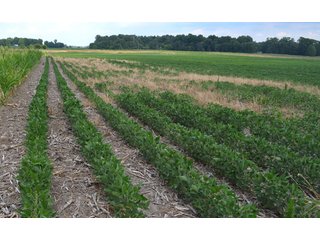 Property photo 11 - 41 +/- Acres Offered in 2 Tracts - Tillable Land & Building Site