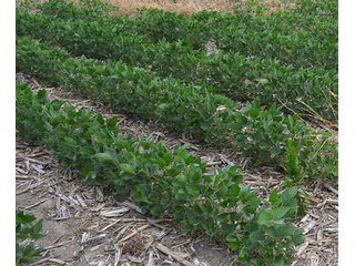 Property photo 1 - 41 +/- Acres Offered in 2 Tracts - Tillable Land & Building Site