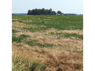 Property photo 21 - 41 +/- Acres Offered in 2 Tracts - Tillable Land & Building Site