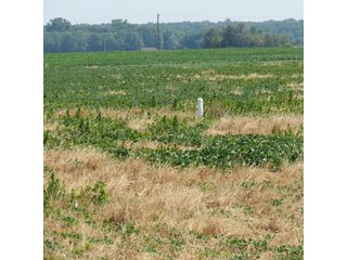 Property photo 18 - 41 +/- Acres Offered in 2 Tracts - Tillable Land & Building Site