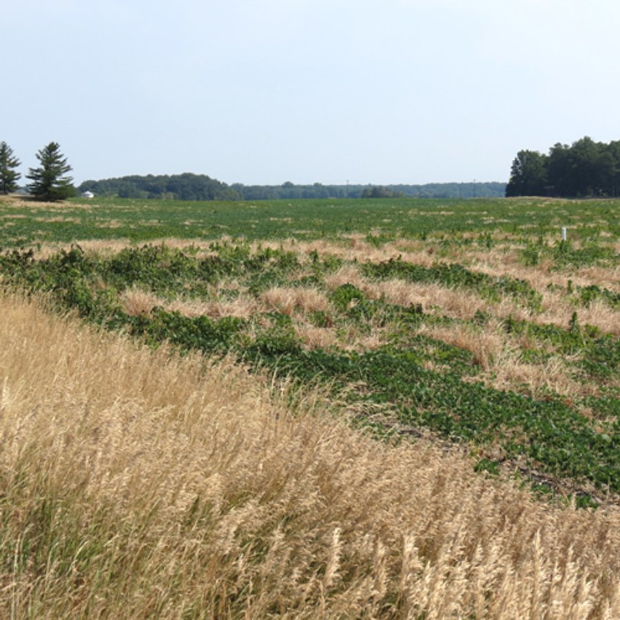 41 +/- Acres Offered in 2 Tracts - Tillable Land & Building Site