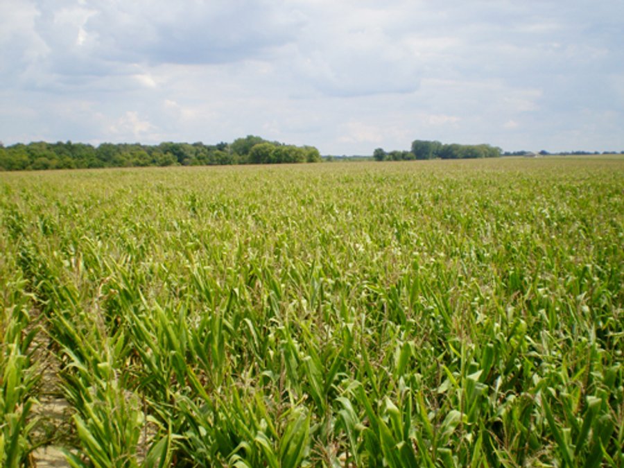 42.9 Acres Offered in 2 Tracts