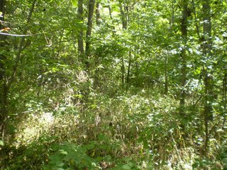 Property photo 1 - 42.9 Acres Offered in 2 Tracts