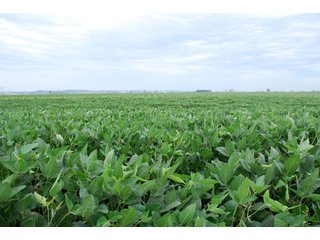 Property photo 3 - 379+/- Acres Offered in 5 Tracts
