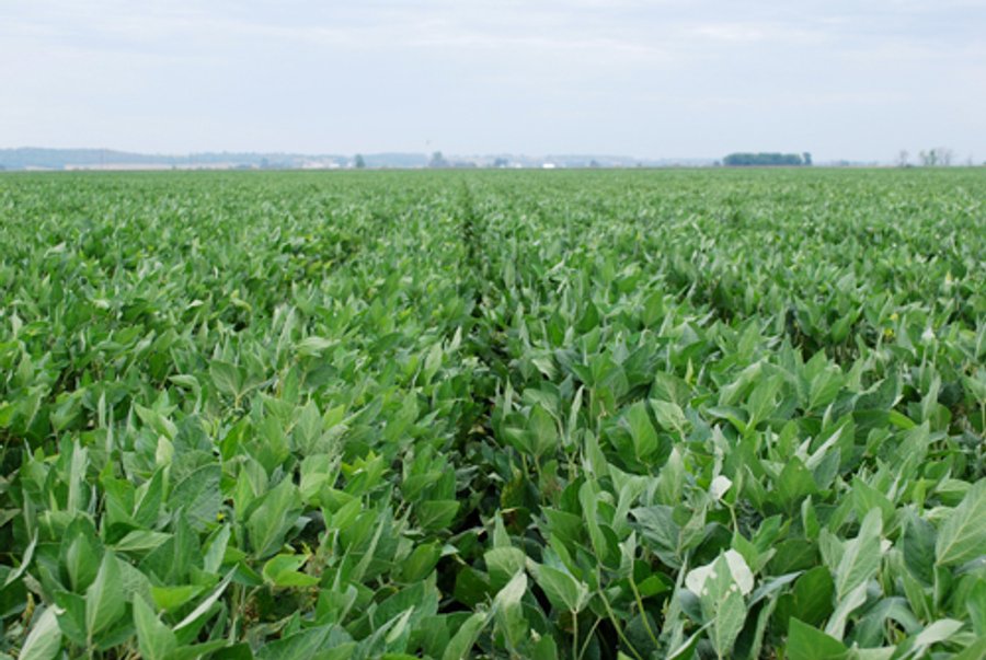 379+/- Acres Offered in 5 Tracts