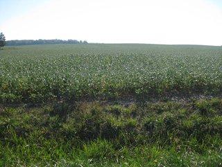 Property photo 2 - 207+/- Acres Offered in 6 Tracts Land Auction