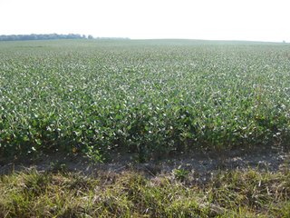 Property photo 22 - 207+/- Acres Offered in 6 Tracts Land Auction