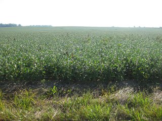 Property photo 6 - 207+/- Acres Offered in 6 Tracts Land Auction