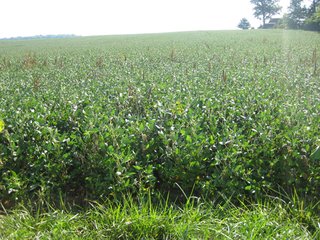 Property photo 5 - 207+/- Acres Offered in 6 Tracts Land Auction