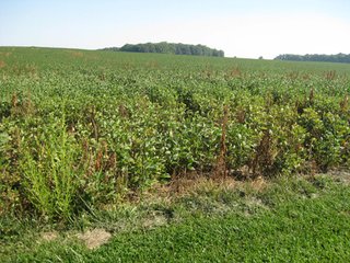 Property photo 13 - 207+/- Acres Offered in 6 Tracts Land Auction