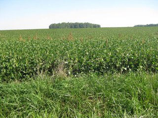 Property photo 3 - 207+/- Acres Offered in 6 Tracts Land Auction